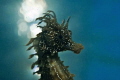   seahorse backlight Nikon d700 Nikor105mm lens  